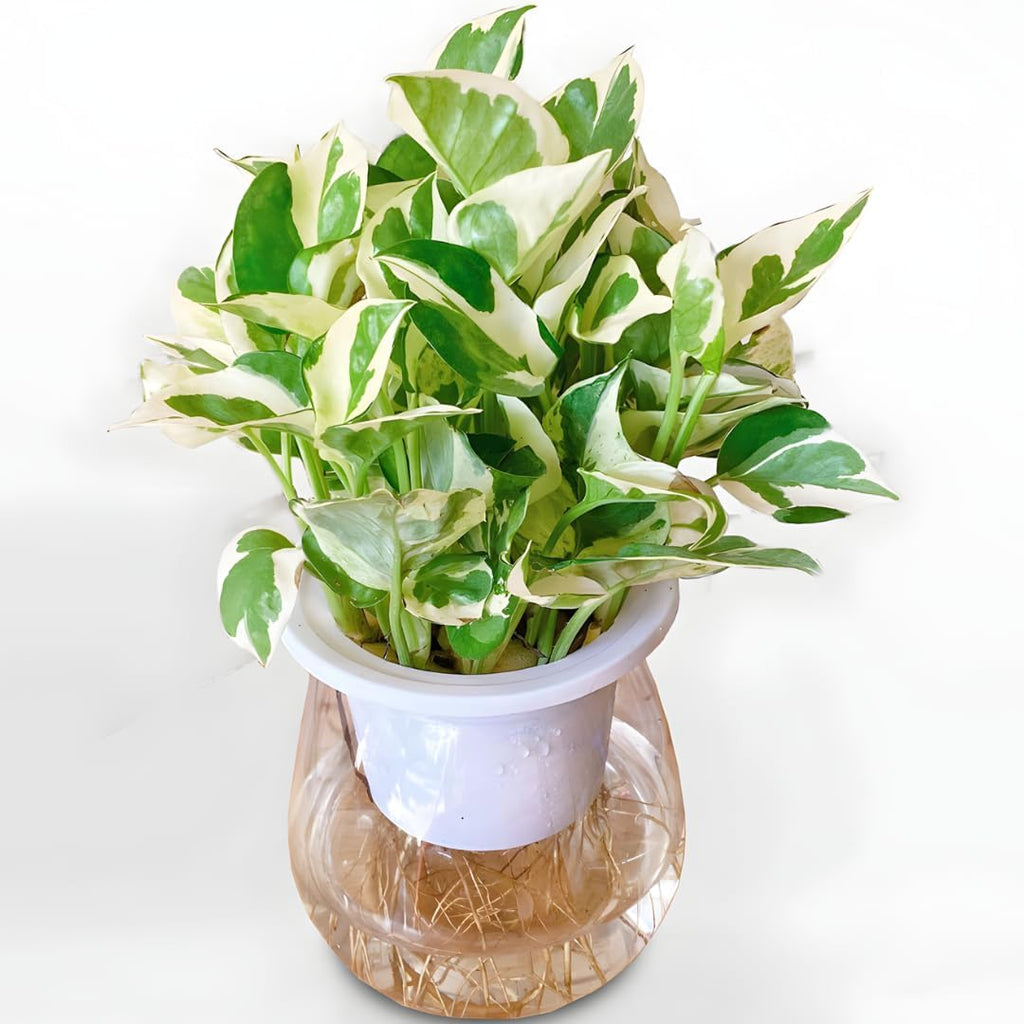 Pothos N’Joy Live Plant in 4 Inch Pot |Variegated Epipremnum Aureum Houseplant with White-Green Leaves | Easy-Care Indoor Pothos Live Plants for Home Office Décor