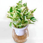Pothos N’Joy Live Plant in 4 Inch Pot |Variegated Epipremnum Aureum Houseplant with White-Green Leaves | Easy-Care Indoor Pothos Live Plants for Home Office Décor