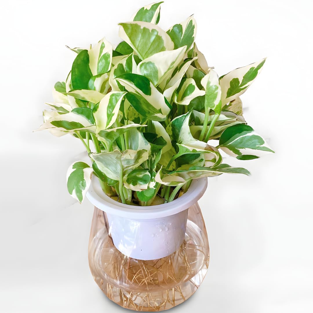 Pothos N’Joy Live Plant in 4 Inch Pot |Variegated Epipremnum Aureum Houseplant with White-Green Leaves | Easy-Care Indoor Pothos Live Plants for Home Office Décor
