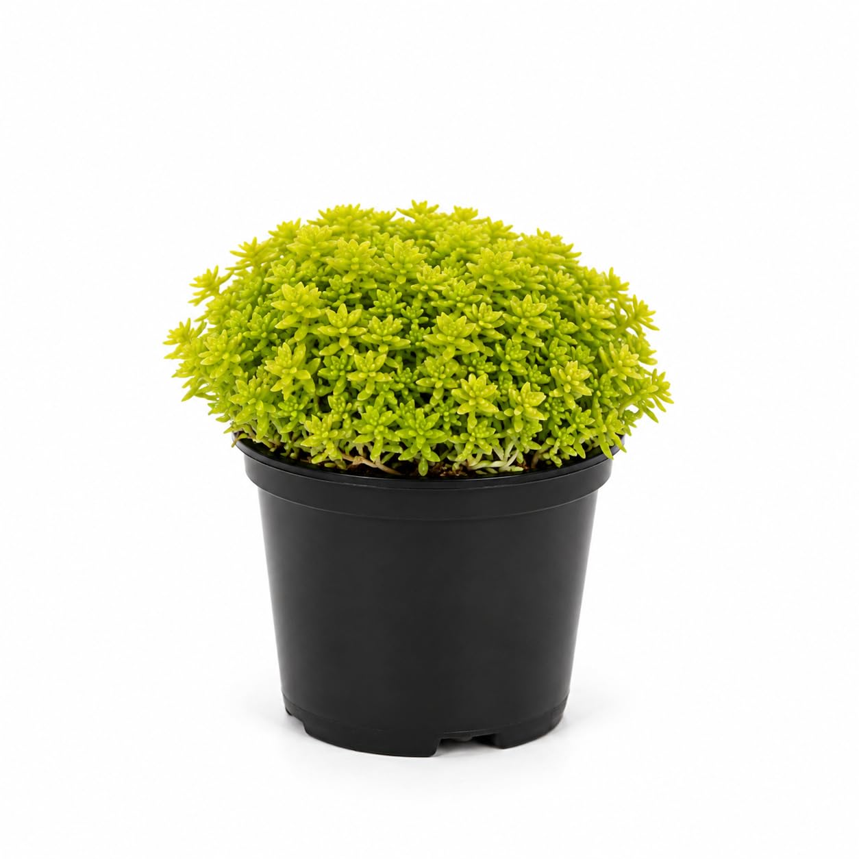 Sedum Dasyphyllum Major Plant, 4 Inch Pot Sedum Plant Live, Well Rooted, Easy Care Succulent Plant, Hardy, Low Maintenance Houseplant for Home Décor & Indoor Spaces