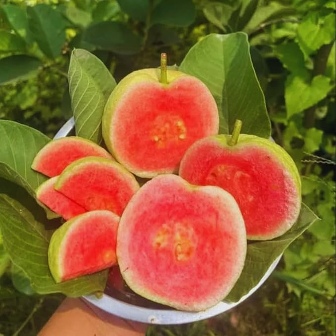 Pink Guava Plant Starter | Tropical Fruit Tree Starter for Home & Garden | 3 to 4 Inc in Height | Sweet Pink Guava Variety