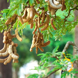 Sweet Tamarind Fruit Tree, 1 Feet Size, 1 Gallon Pot, Well-Rooted Tropical Tree, Low Maintenance Fruit Plant for Sunny Outdoor Spots (No Ship to CA,HI,AK)