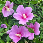 2 Purple Rose of Sharon Tree Live Plant | 12–18 Inch Tall | Hibiscus syriacus Flowering Shrubs for Yards, Hedges, Borders & Landscape Design