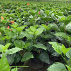 2 Pink Rose of Sharon Live Plants | 12–18 Inch Tall | Pink Blooming Hibiscus syriacus for Yards, Hedges, Borders & Landscape Design