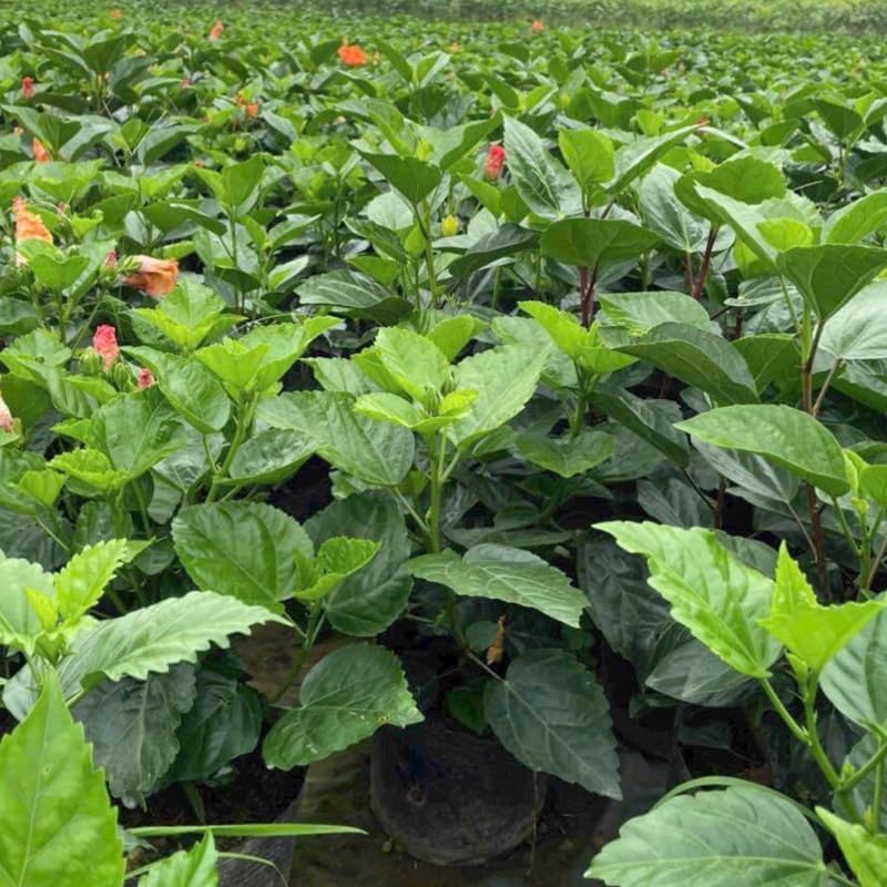 2 Pink Rose of Sharon Live Plants | 12–18 Inch Tall | Pink Blooming Hibiscus syriacus for Yards, Hedges, Borders & Landscape Design