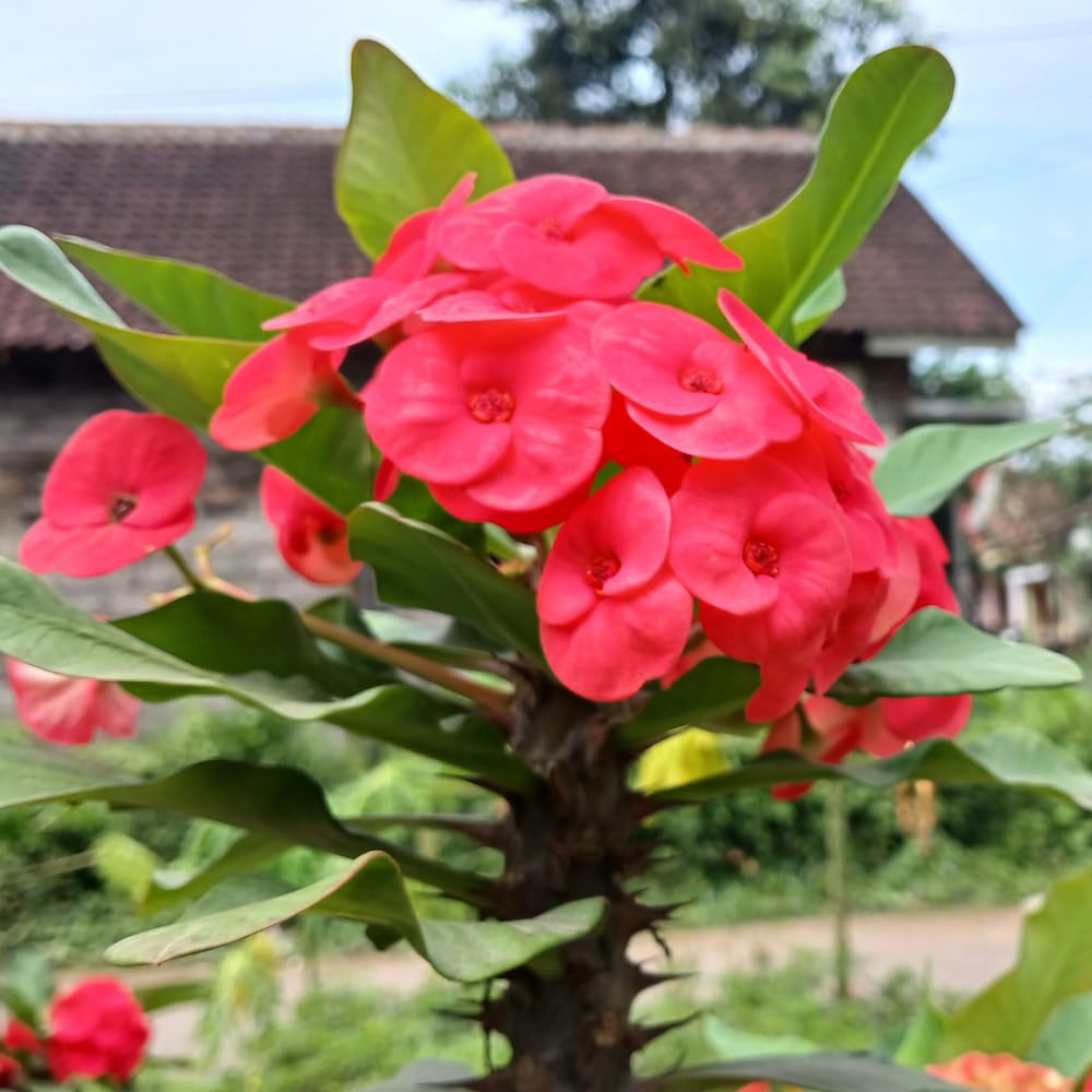 2-Plant Set Pink Euphorbia Milii Live Plant | Crown of Thorns Houseplant | 4 to 8 Inch Tall, Easy to Grow Indoor or Outdoor Decorative Plant, Home Office, Patio Garden