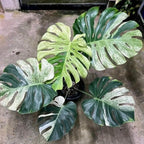 Monstera Thai Constellation Live Plant 4 Inch Tall | Variegated Monstera Plant Live | Tropical Indoor Houseplant for Shelf, Desk or Living Space