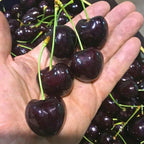 2 Live Black Cherry Tree for Planting 2–3 Ft Tall | Sweet Cherry Plant Live for Outdoor Garden Planting, Backyard Use & Landscape Design