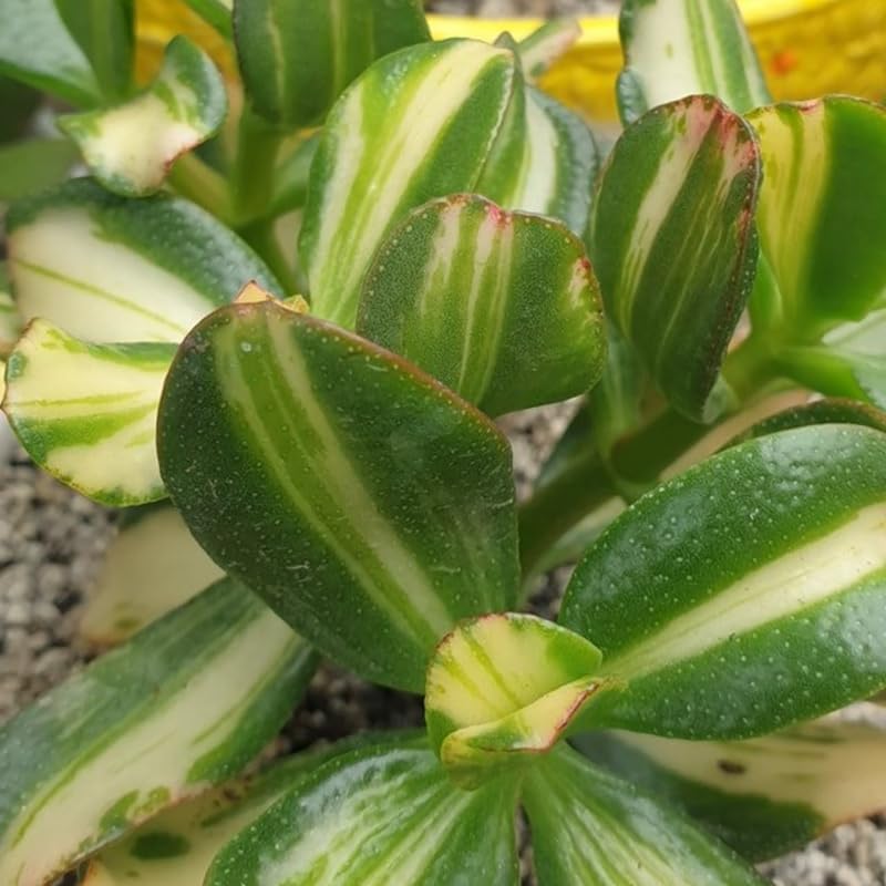 Jade Plant Live in 4" Inch Pot | Variegated Crassula Ovata | Great for Collections, Gifts & Small Spaces