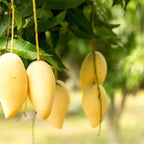 Grafted NAM Doc Mai Yellow Mango Plant 2.5–3 Ft | Live Mango Fruit Tree | Fast-Growing Tropical Variety for Outdoor Growing & Container Gardening | No Ship to CA,HI,AK