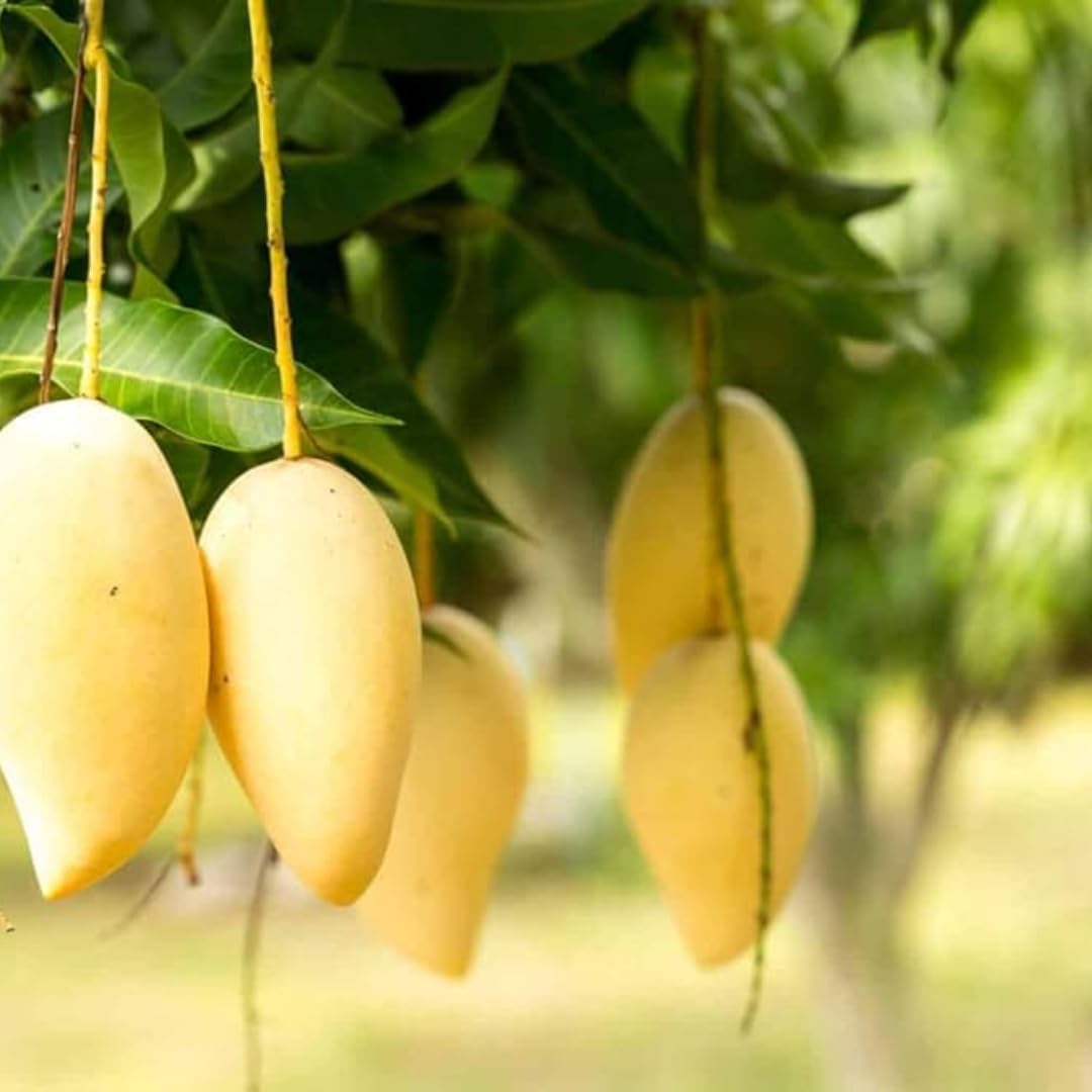 Grafted NAM Doc Mai Yellow Mango Plant 2.5–3 Ft | Live Mango Fruit Tree | Fast-Growing Tropical Variety for Outdoor Growing & Container Gardening | No Ship to CA,HI,AK