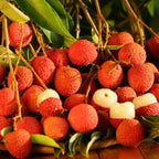 Live Mauritius Lychee Mauritius Tree | 2.5–3 Ft Tall Potted Plant | Hardy Fruit-Bearing Tropical Tree for Indoor or Outdoor Growing | No Ship to CA,HI,AK