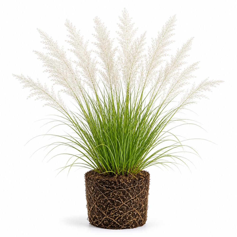 White Pampas Grass Plants, Ornamental Grasses Live Plants Perennial, 4 Inch Tall, Low Maintenance Ornamental Perennial for Patios and Outdoor Spaces