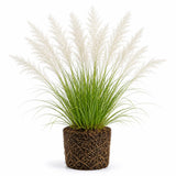 White Pampas Grass Plants, Ornamental Grasses Live Plants Perennial, 4 Inch Tall, Low Maintenance Ornamental Perennial for Patios and Outdoor Spaces