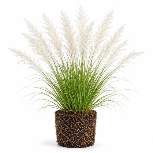 White Pampas Grass Plants, Ornamental Grasses Live Plants Perennial, 4 Inch Tall, Low Maintenance Ornamental Perennial for Patios and Outdoor Spaces