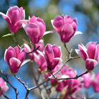 Ann Magnolia Tree Live Plant, 12-18" Potted Plant in 2.5" Pot, Cold-Hardy Early Spring Blooming Tree for Backyard and Garden Rows