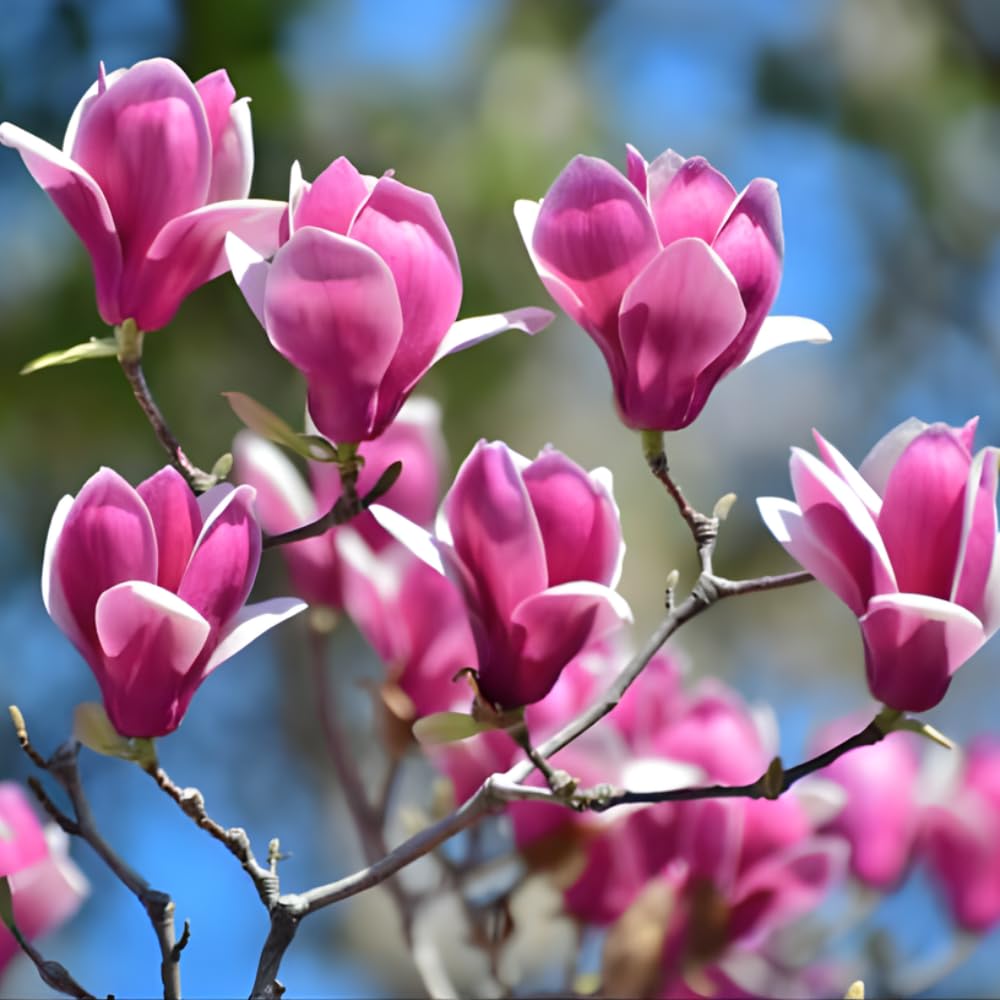 Ann Magnolia Tree Live Plant, 12-18" Potted Plant in 2.5" Pot, Cold-Hardy Early Spring Blooming Tree for Backyard and Garden Rows
