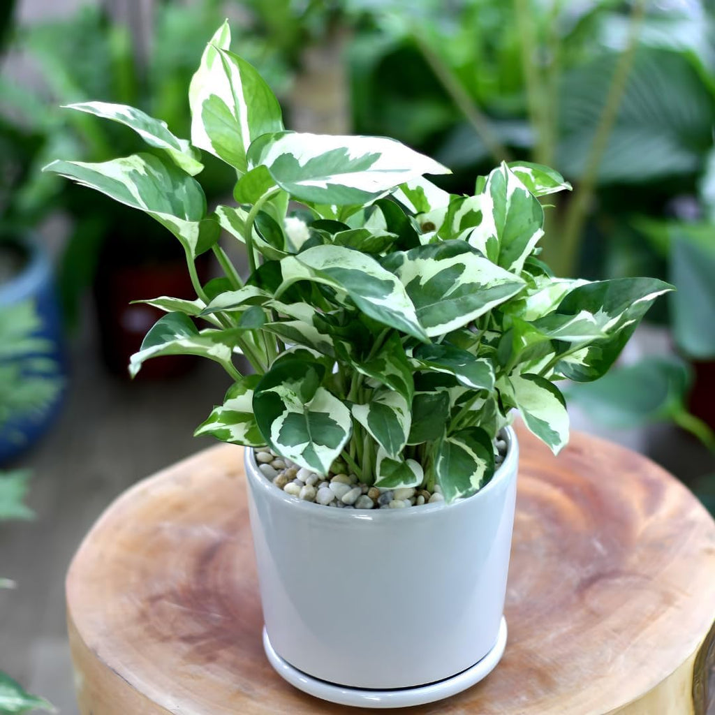 Pothos N’Joy Live Plant in 4 Inch Pot |Variegated Epipremnum Aureum Houseplant with White-Green Leaves | Easy-Care Indoor Pothos Live Plants for Home Office Décor