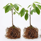 2 Pawpaw Tree Live Plants | 1-2ft Bare Root Seedlings | Low Maintenance Deciduous Fruit Shrub | Robust Well-Rooted Native Plants for Garden