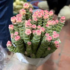 Live Crassula Baby Necklace Trailing Succulent in 2” Inch Pot | Fully Rooted Trailing Plant | Ideal for DIY Projects, Gifts & Home Décor