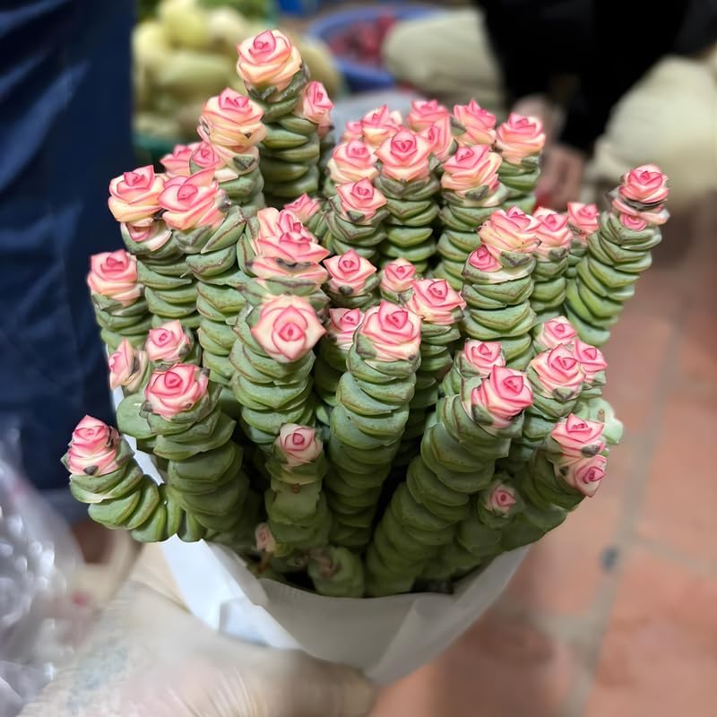 Live Crassula Baby Necklace Trailing Succulent in 2” Inch Pot | Fully Rooted Trailing Plant | Ideal for DIY Projects, Gifts & Home Décor