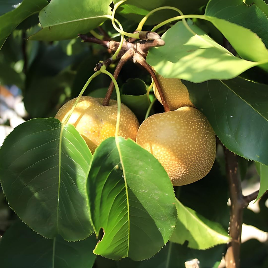 Hosui Asian Pear Trees Live Plants| 2.5–3 Ft Live Potted Tree | Sweet Juicy Fruit Tree for Indoor & Outdoor Spaces | No Ship to CA,HI,AK
