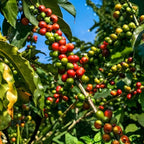 (No Ship to CA,HI,AK) Arabica Coffee Plant Live, 1 Gallon Pot, 1-2 Feet Tall Live Indoor Tree with Shiny Green Foliage, Self-Pollinating Arabica for Fresh Homegrown Beans