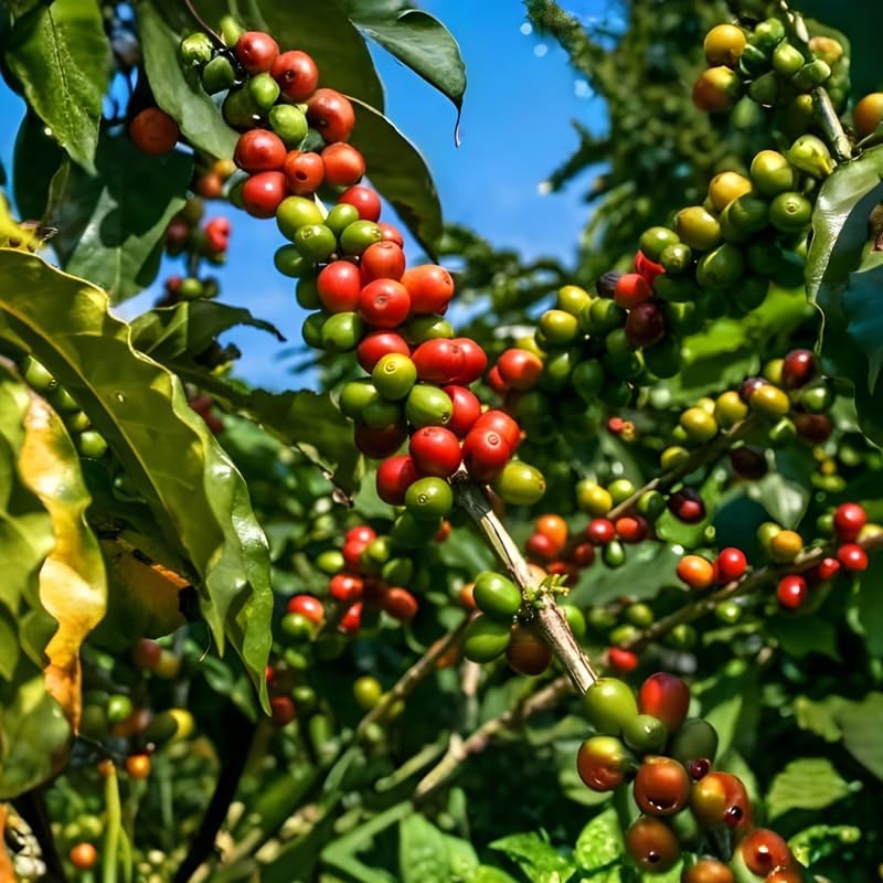 (No Ship to CA,HI,AK) Arabica Coffee Plant Live, 1 Gallon Pot, 1-2 Feet Tall Live Indoor Tree with Shiny Green Foliage, Self-Pollinating Arabica for Fresh Homegrown Beans