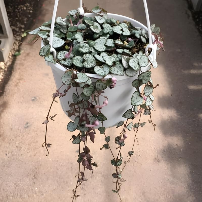 Pink Variegated String of Hearts Plant Live in 4" Pot | Rare Pink Ceropegia Woodii Variegata | Fully Rooted Trailing Succulent Houseplant for Hanging Decor & Gift Giving