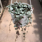 Pink Variegated String of Hearts Plant Live in 4" Pot | Rare Pink Ceropegia Woodii Variegata | Fully Rooted Trailing Succulent Houseplant for Hanging Decor & Gift Giving