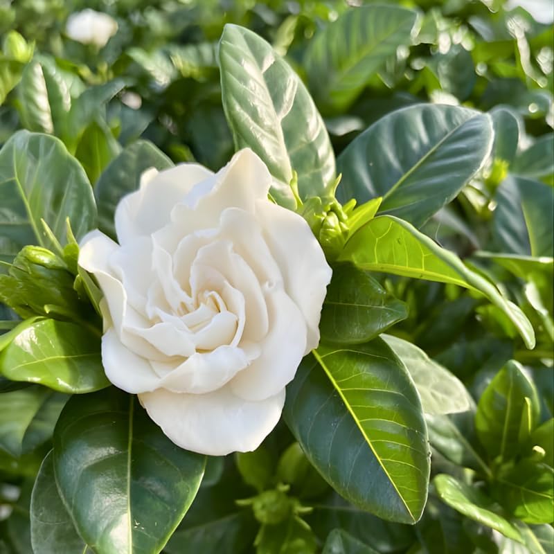 Frostproof Gardenia Jasmine Plant Live Plant | Live Jasmin Plant for Indoor in 4 Inch Pot | Low Maintenance Cold-Tolerant Jasmine for Home, Balcony & Office Display