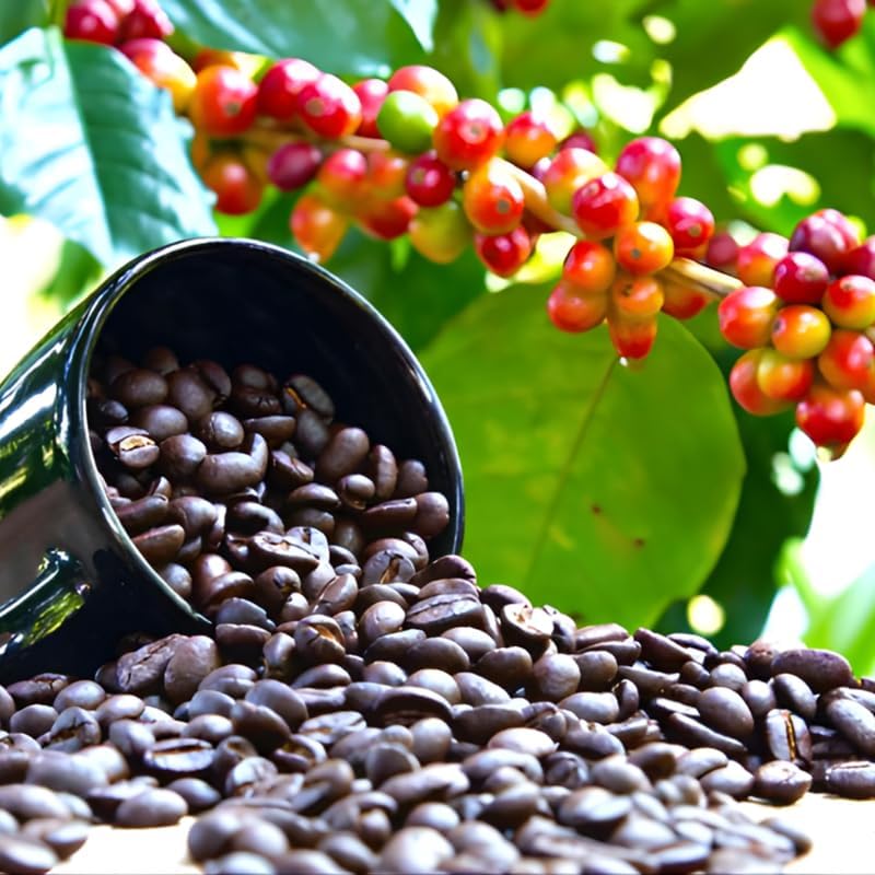 Coffea Arabica Live Plant in 4" Inch Pot | Indoor Arabica Coffee Tree for Planting | Low-Maintenance Houseplant for Home Décor, Patio & Hobby Growers