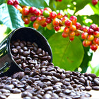 Coffea Arabica Live Plant in 4" Inch Pot | Indoor Arabica Coffee Tree for Planting | Low-Maintenance Houseplant for Home Décor, Patio & Hobby Growers