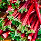 Large Rhubarb Plant Crown Division for Planting, Victoria Rhubarb Plant, Medium 4-6 Inch Root Starters, Low Maintenance Perennial for Landscapes and Pots