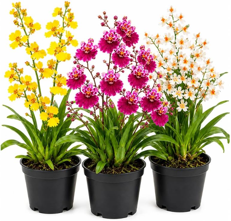 3 Mini Orchid Collection, Live Orchid Plants for Sale, 3 Inch Oncidium Orchids Plants Live & Tolumnia Trio with Potting Media