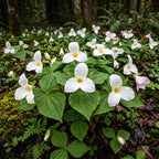20 White Trillium Bulbs for Planting, Easy Care Trillium Bulbs for Growing Outdoors Indoors