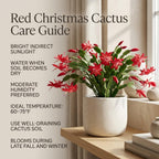 Orange Christmas Cactus Plant, 5-6 Inch Tall, Winter Blooming Succulent Starter for Home Décor, Low Maintenance Plant for Bright Indoor Spaces and Holiday Gifts