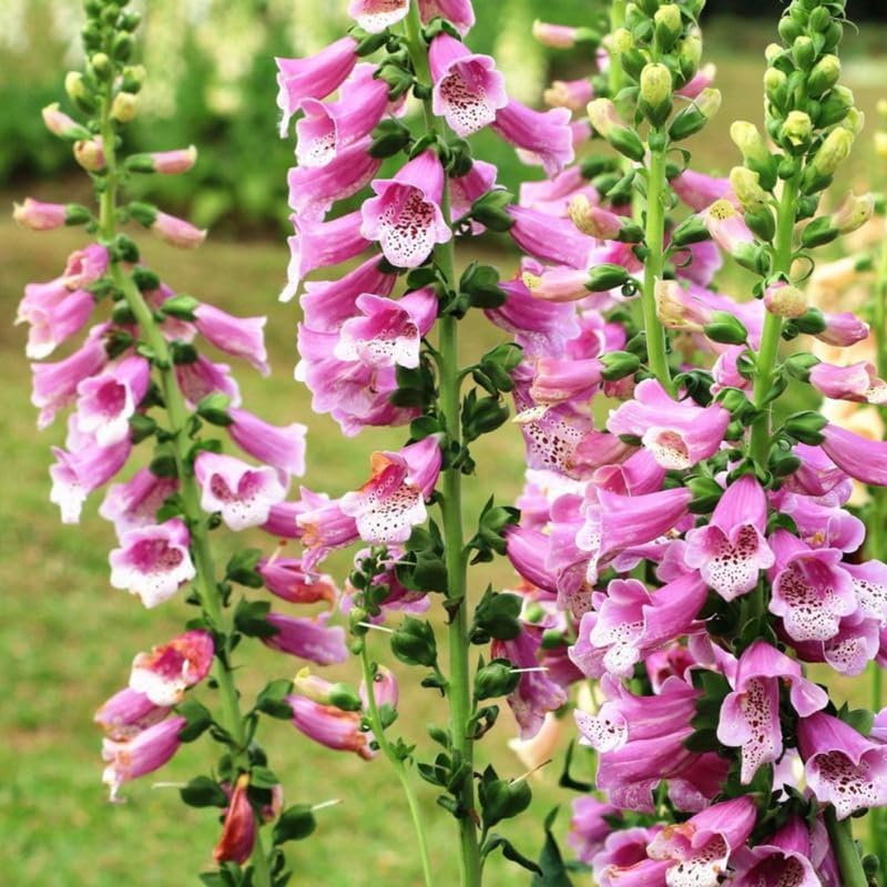 Foxglove Live Plant in 3-Inch Pot, Digitalis Purpurea Tall Flowering, Bell-Shaped Purple Blooms for Cottage Gardens and Borders