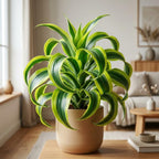 Dracaena Tornado Plant, 4" Pot, High-Vigor Low Maintenance Houseplant for Bright Windowsills, Striking Swirling Dark Green Foliage