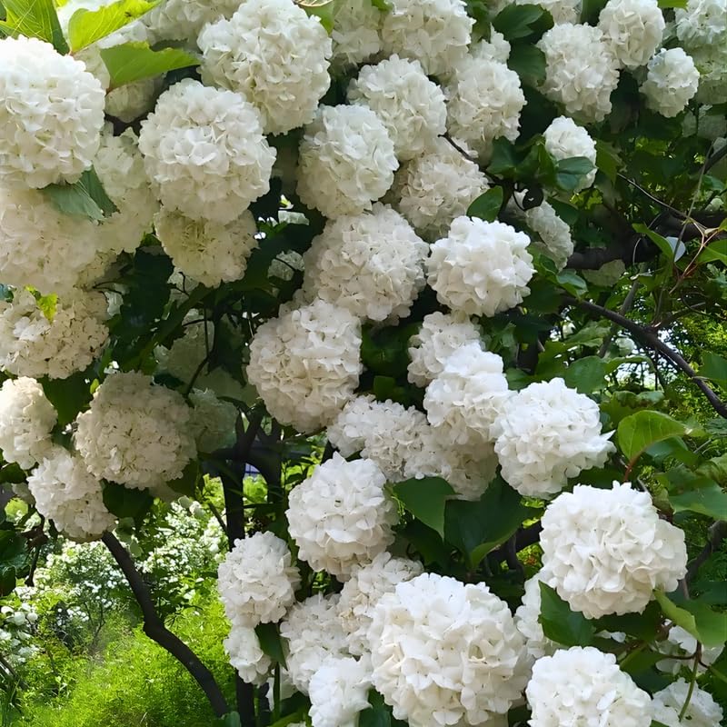 2 Snow Ball Bush Live Plants | Japanese Snowball Bush Plants Live | 1–2 Ft Tall Bare Root Plants | Suitable for Yard Growing and Seasonal Flower Display