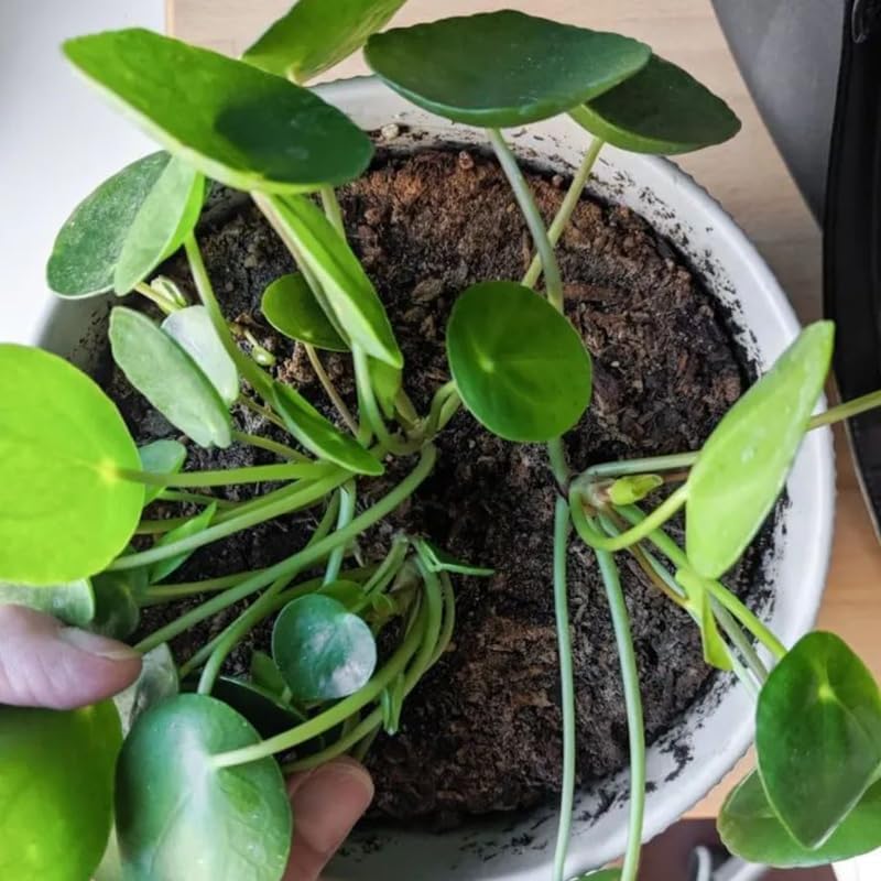 Chinese Money Plant Live House Plant in 4'' Inch Pot | Pilea Peperomioides Plant Live | Attractive Indoor Greenery for Desks, Shelves & Small Spaces | Real Plants for Home & Office Décor