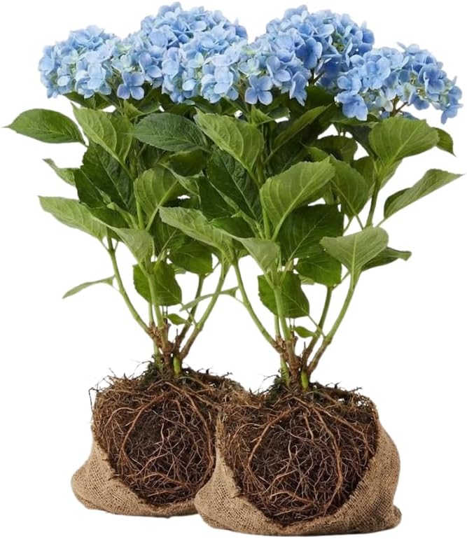 2 Blue Hydrangea Live Plants for Planting | 6-18" Rooted Cuttings | Cold-Hardy Macrophylla Flowering Shrub
