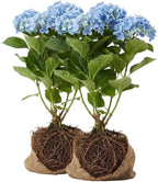 2 Blue Hydrangea Live Plants for Planting | 6-18" Rooted Cuttings | Cold-Hardy Macrophylla Flowering Shrub