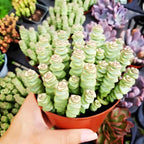 Live Crassula Baby Necklace Trailing Succulent in 2” Inch Pot | Fully Rooted Trailing Plant | Ideal for DIY Projects, Gifts & Home Décor