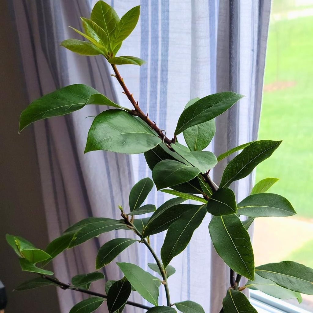 Bay Leaf Tree Live Plant in 4 Inch | Fresh Bay Laurel Herb | Ideal for Home Kitchen Garden | Indoor or Outdoor Garden Use