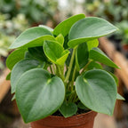 Raindrop Chinese Money Plant, 4" Pot, Stunning Indoor Plant for Home Décor, Robust Pet-Safe Houseplant with Unique Teardrop Leaves, Sturdy Upright Growth