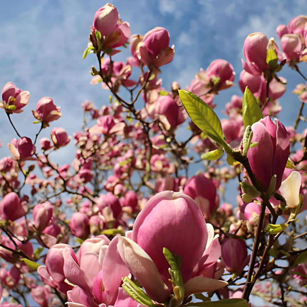 2 Ann Magnolia Tree, 12-18 Inch Tall in 2.5 Inch Pot, Vigorous Spring Bloomer for Sunny Backyard Landscapes, Fragrant Flower Tree
