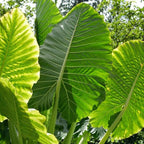 Giant Elephant Ear Plant 1–2ft Tall | Live Mammoth Elephant Ear Bulb Grown Plant – Large Tropical Elephant Ears for Garden & Landscape, Fast-Growing Colocasia with Bold Foliage