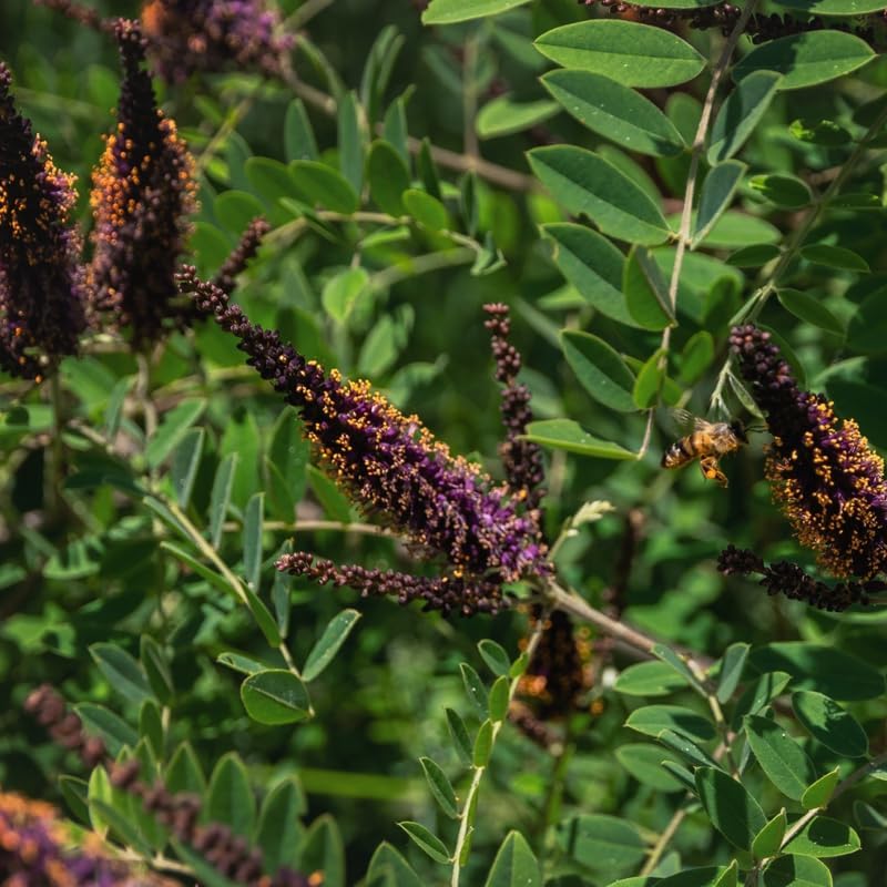 10 False Indigo Bush Live Plant | 1-2ft Bare Root Seedlings | Low Maintenance Native Deciduous Shrub | Well-Rooted Flowering Plant