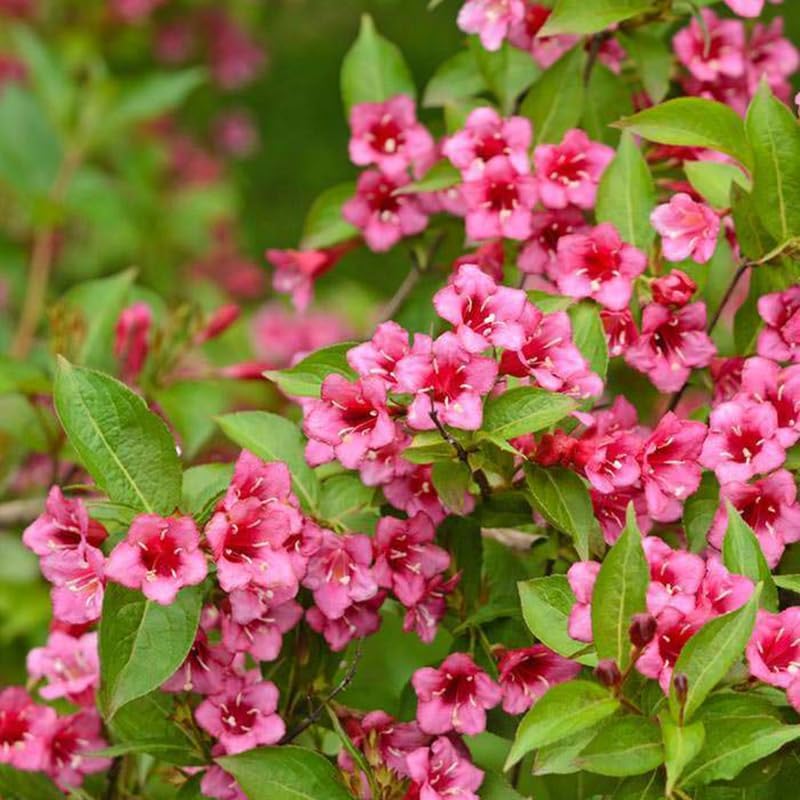 2 Pink Weigela Bush - 12-24" Rooted Cuttings | Cold-Hardy Flowering Shrub | Robust Well-Rooted Plants for Garden